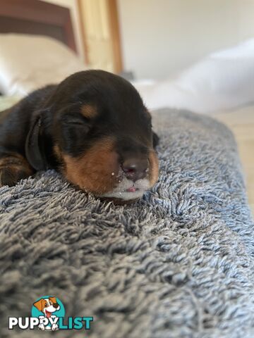 Dachshund puppies