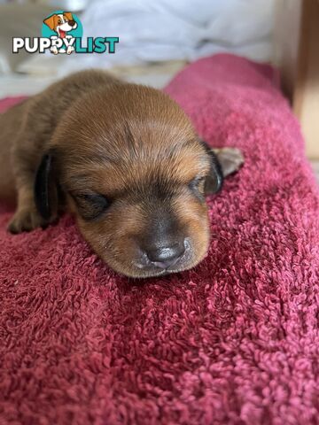 Dachshund puppies