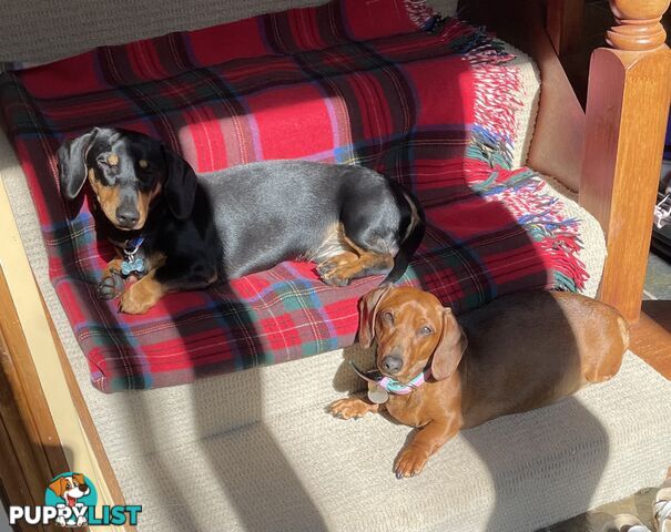 Dachshund puppies