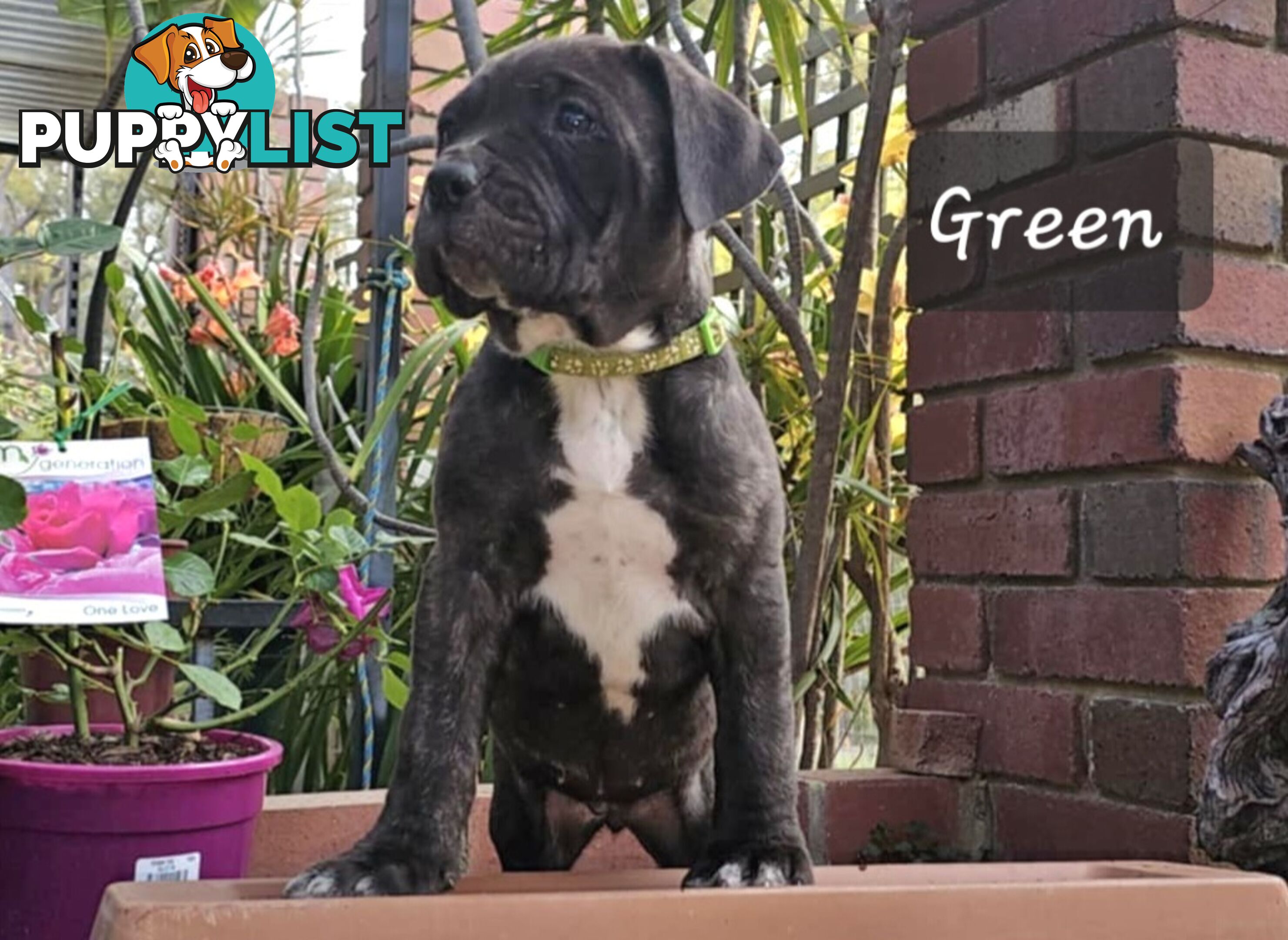 Mastiff x Cane Corso Puppies