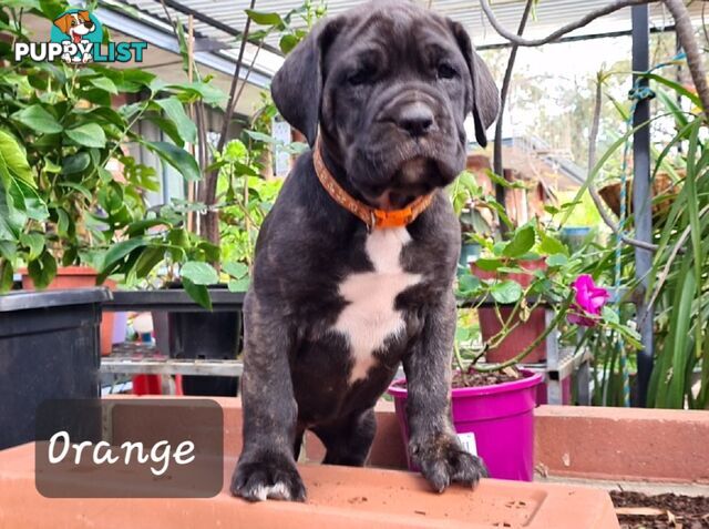 Mastiff x Cane Corso Puppies