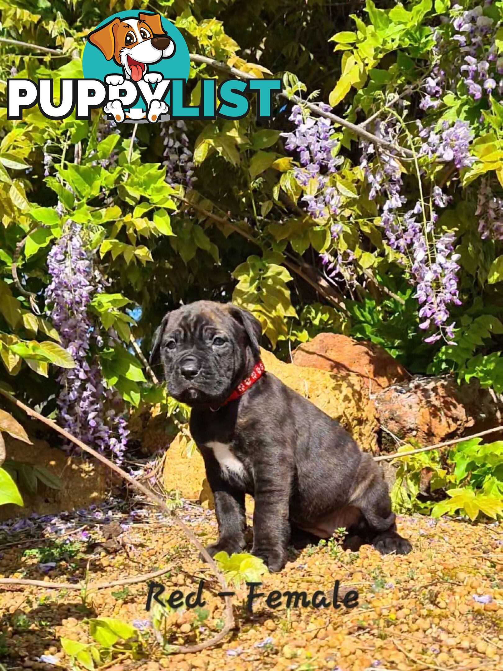 Mastiff x Cane Corso Puppies