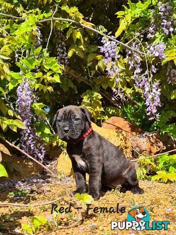 Mastiff x Cane Corso Puppies