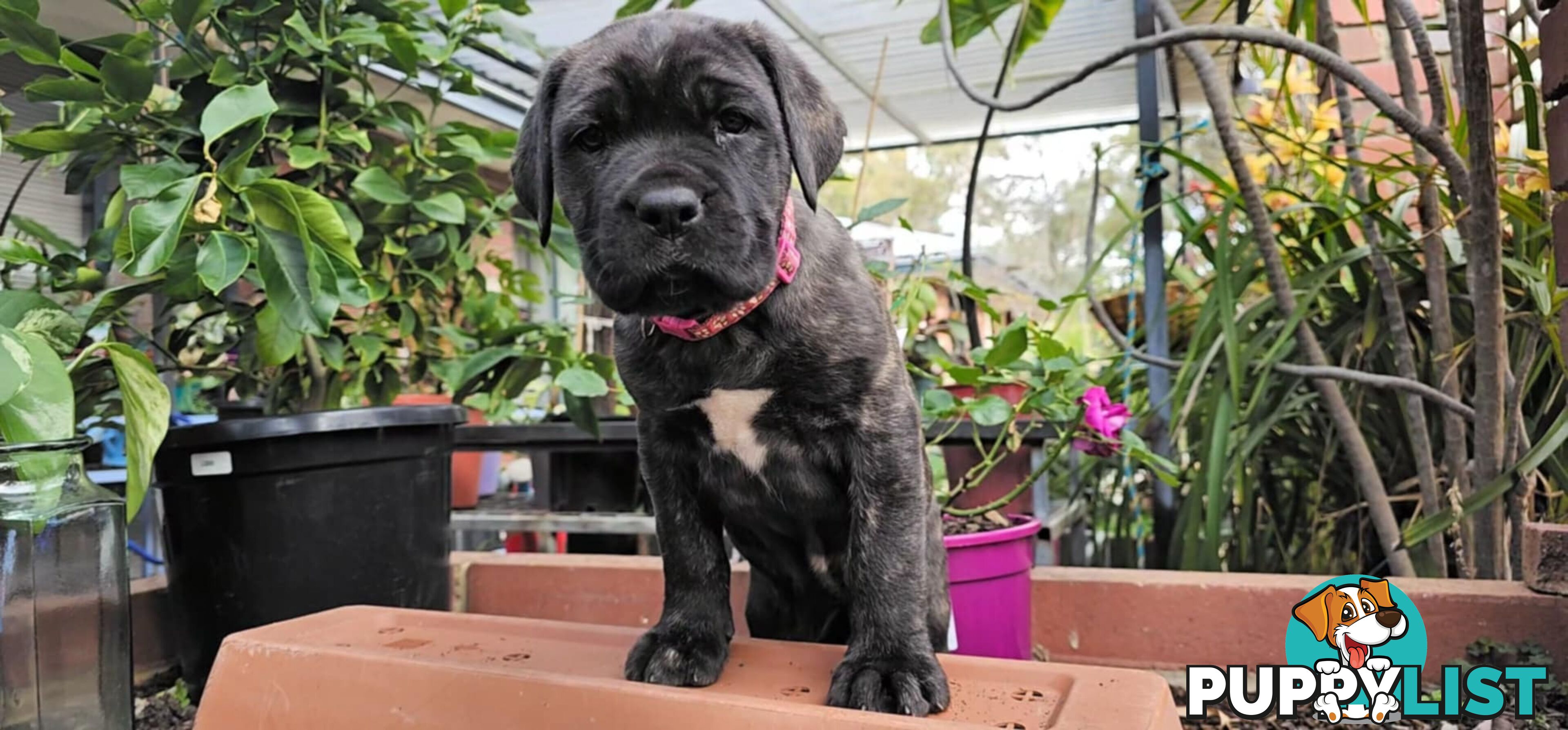 Mastiff x Cane Corso Puppies