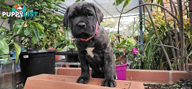 Mastiff x Cane Corso Puppies