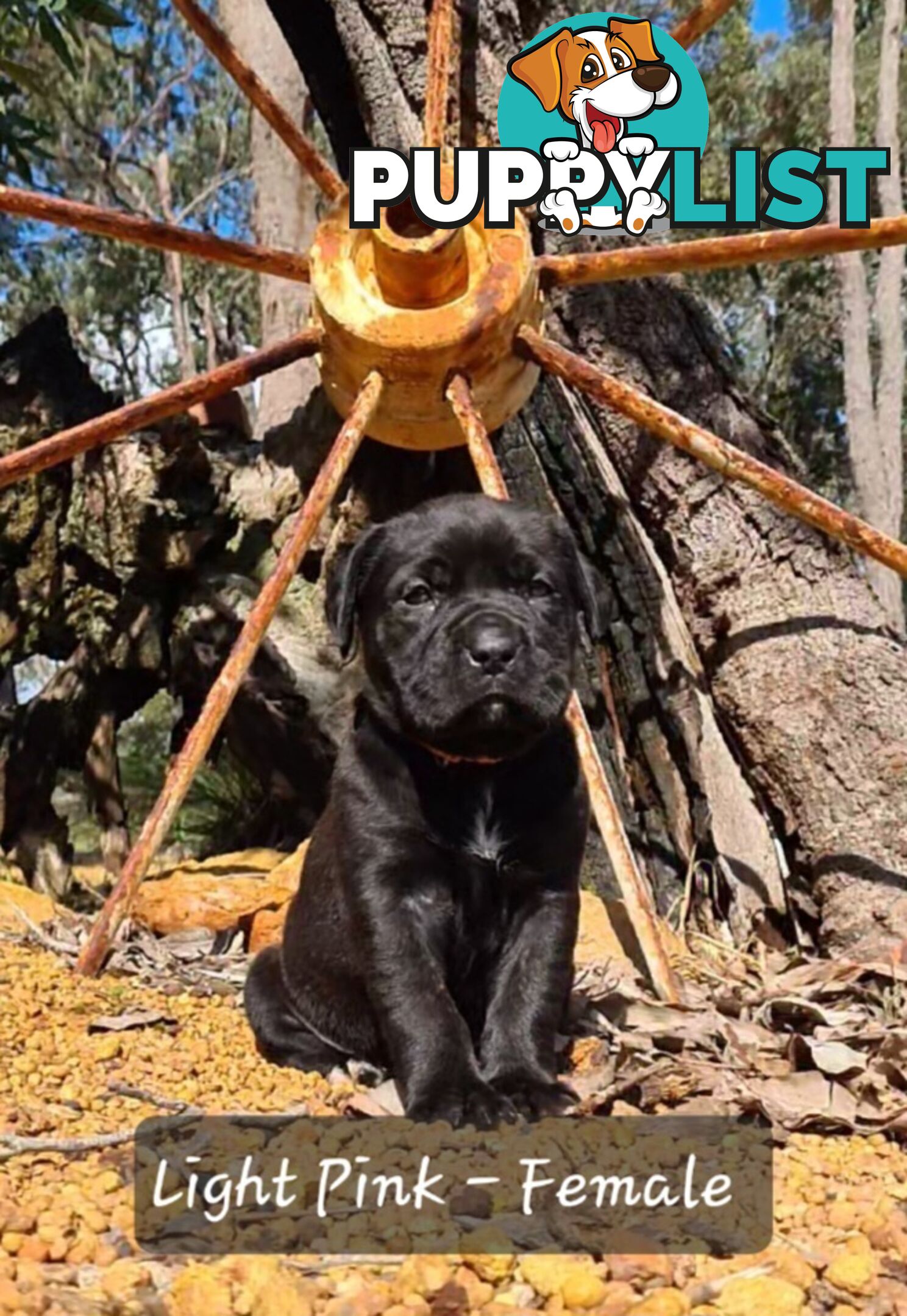 Mastiff x Cane Corso Puppies