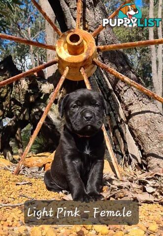 Mastiff x Cane Corso Puppies