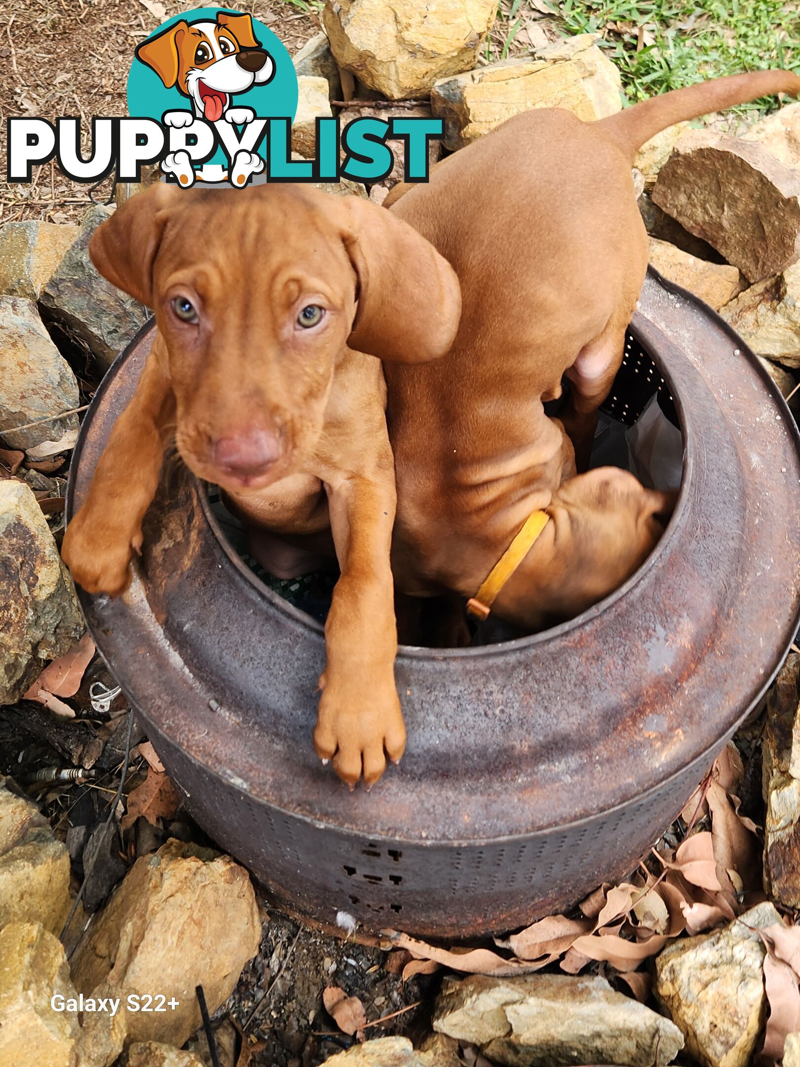 Hungarian Vizsla purebred puppies Avail NOW