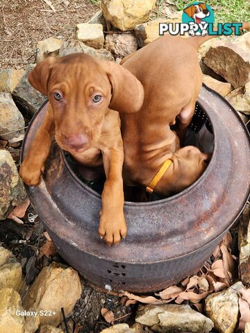 Hungarian Vizsla purebred puppies Avail NOW