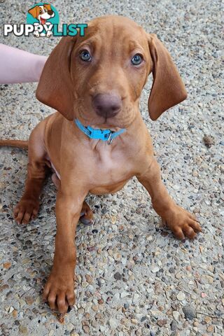 Hungarian Vizsla purebred puppies Avail NOW