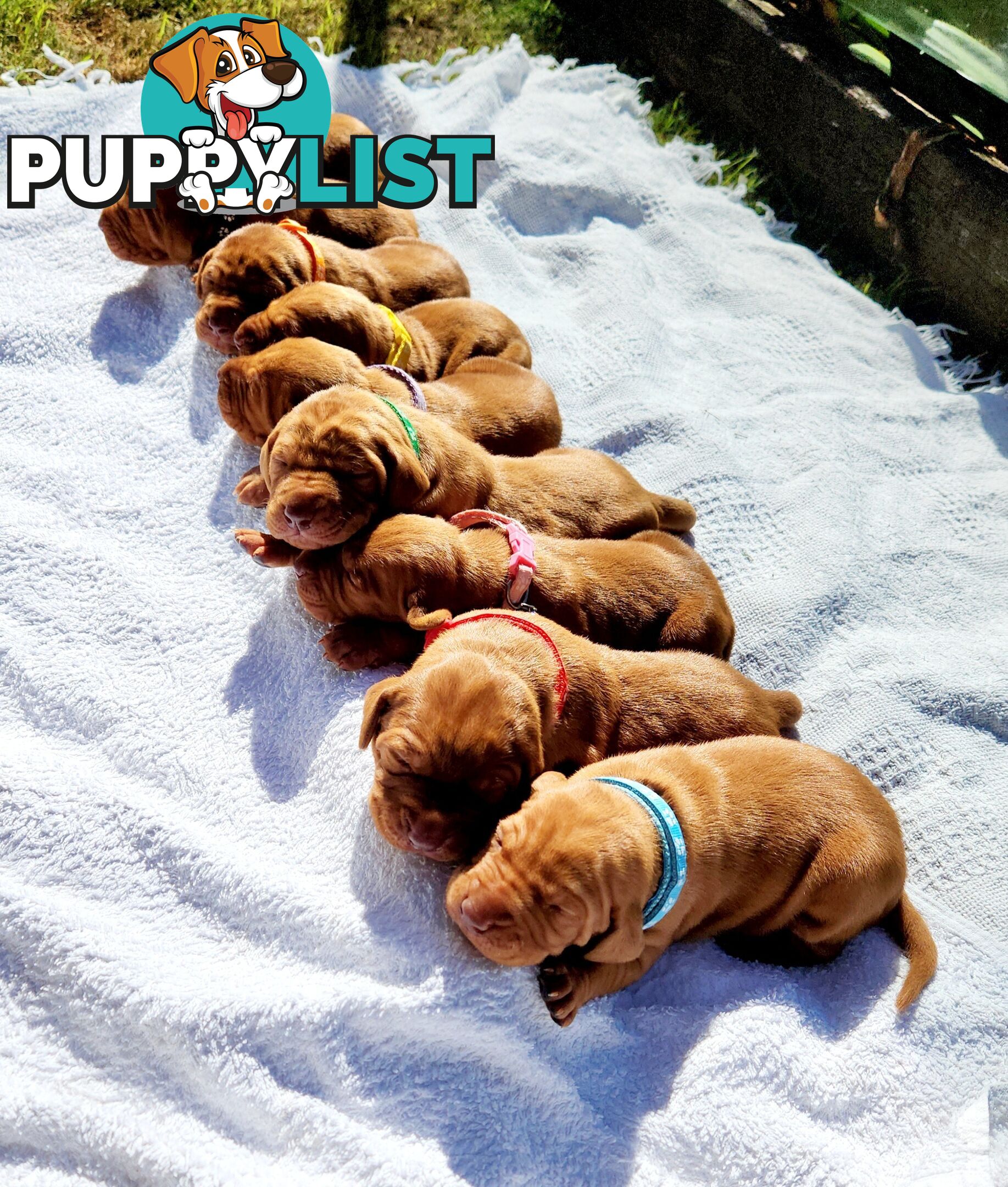 Hungarian Vizsla purebred puppies Avail NOW