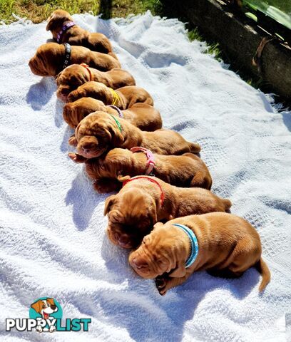 Hungarian Vizsla purebred puppies Avail NOW