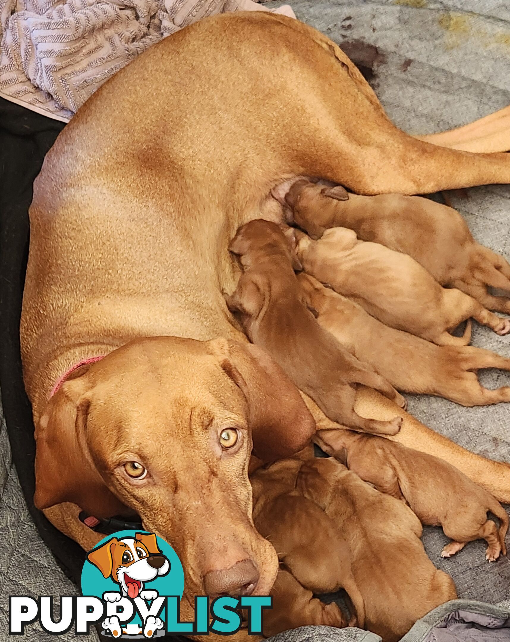 Hungarian Vizsla purebred puppies Avail NOW