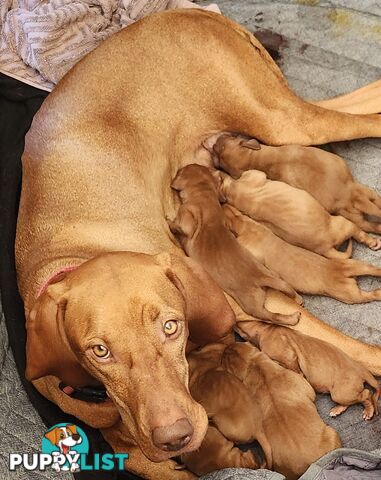 Hungarian Vizsla purebred puppies Avail NOW