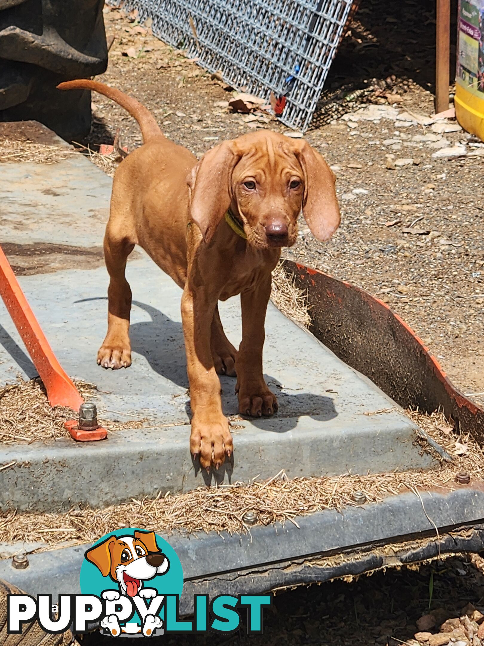 Hungarian Vizsla purebred puppies Avail NOW