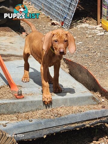 Hungarian Vizsla purebred puppies Avail NOW