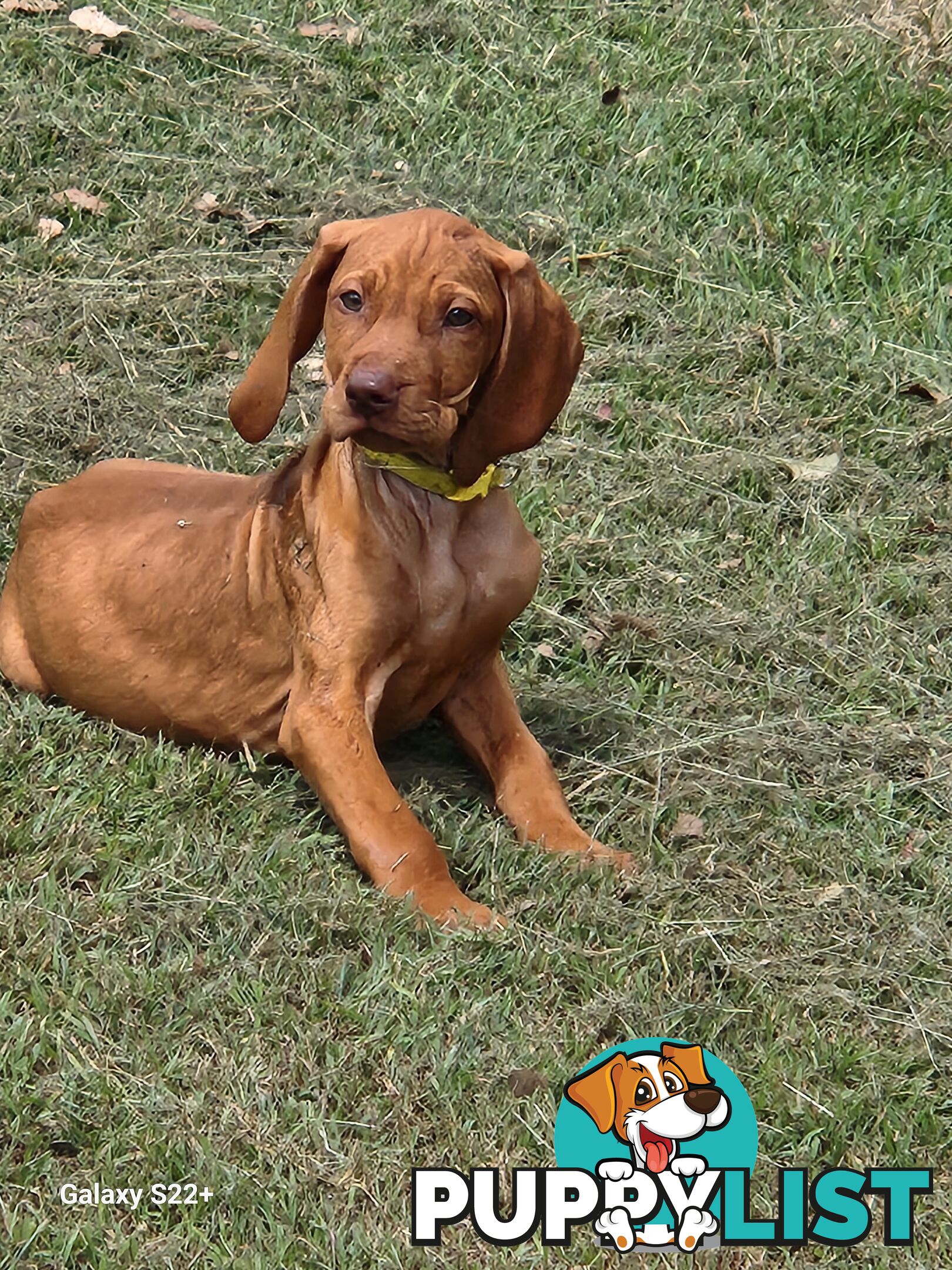 Hungarian Vizsla purebred puppies Avail NOW