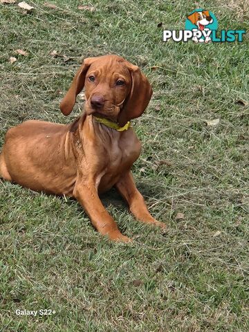 Hungarian Vizsla purebred puppies Avail NOW