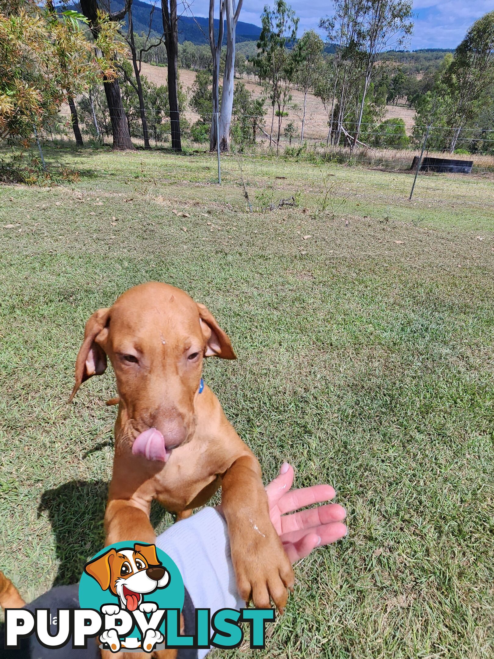 Hungarian Vizsla purebred puppies Avail NOW