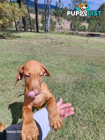 Hungarian Vizsla purebred puppies Avail NOW