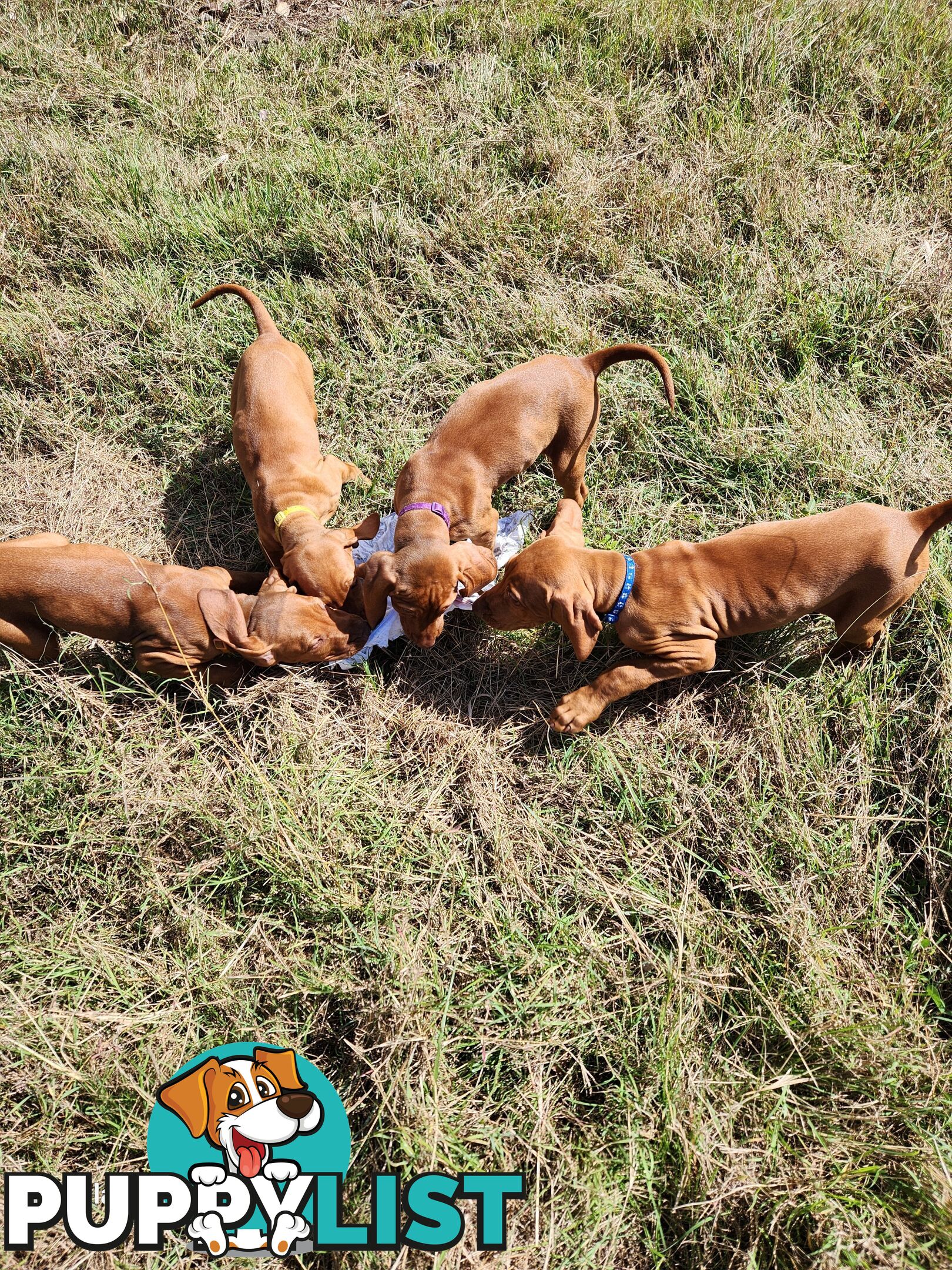 Hungarian Vizsla purebred puppies Avail NOW