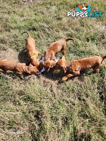 Hungarian Vizsla purebred puppies Avail NOW