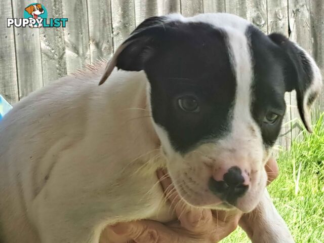 Staffy puppies for sale