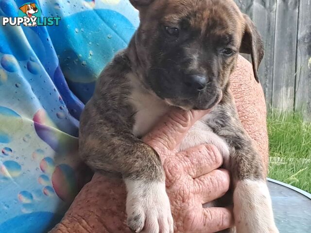 Staffy puppies for sale