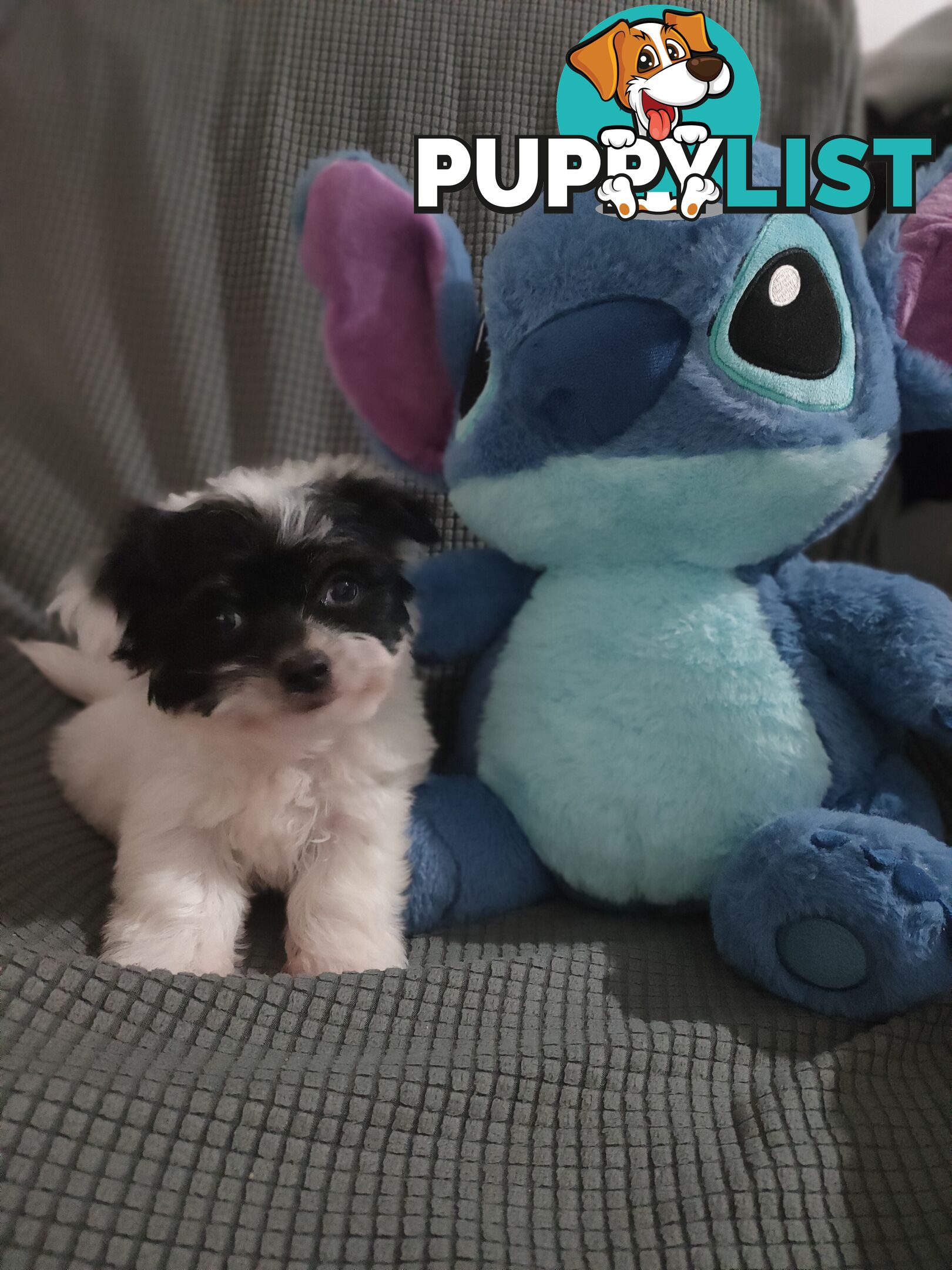 1 X Male Maltese X Shihtzu puppy ready for his new home, $1200