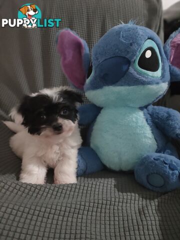 1 X Male Maltese X Shihtzu puppy ready for his new home, $1200