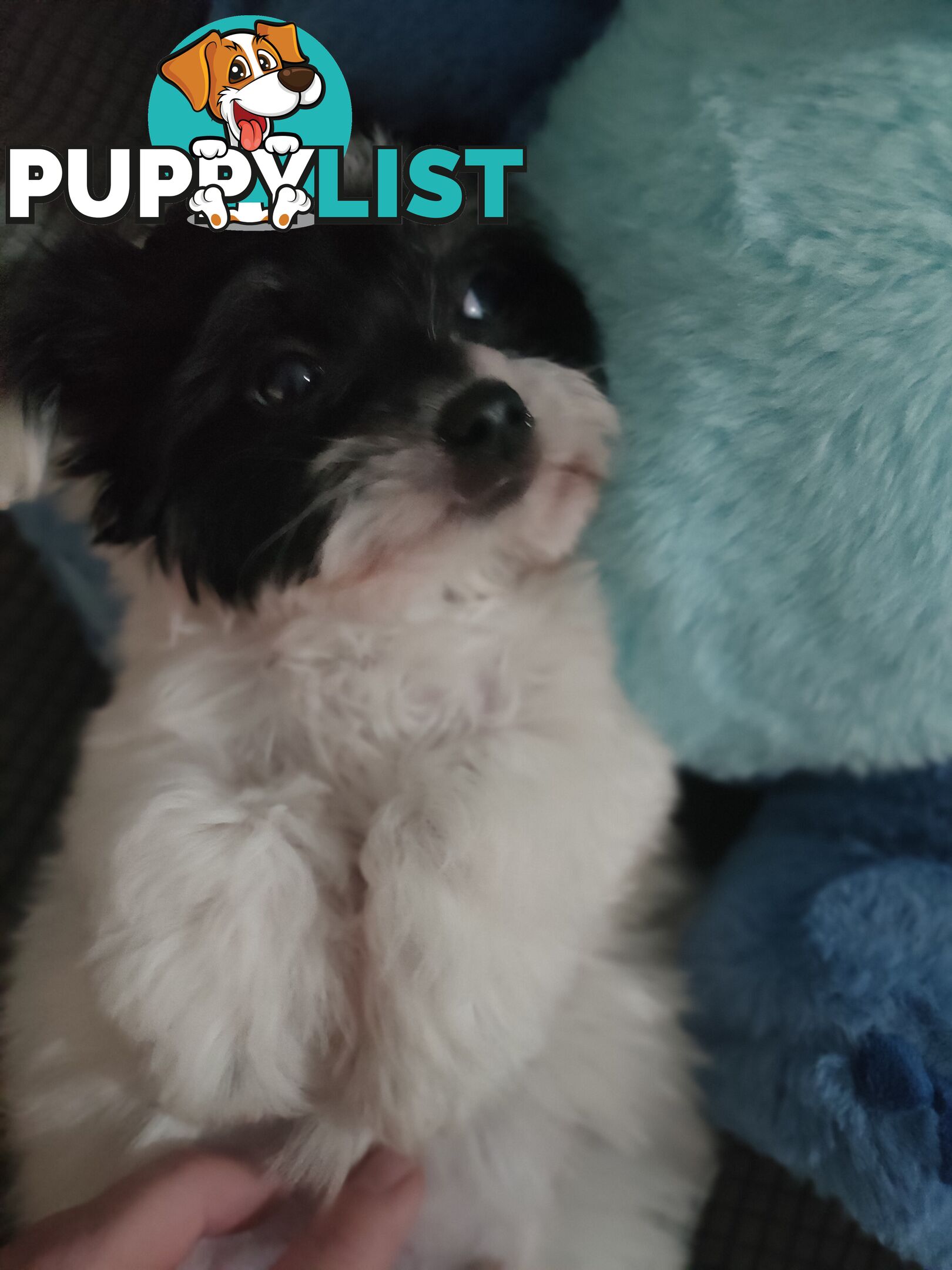 1 X Male Maltese X Shihtzu puppy ready for his new home, $1200