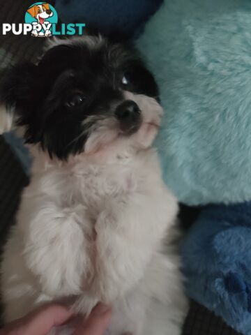 1 X Male Maltese X Shihtzu puppy ready for his new home, $1200
