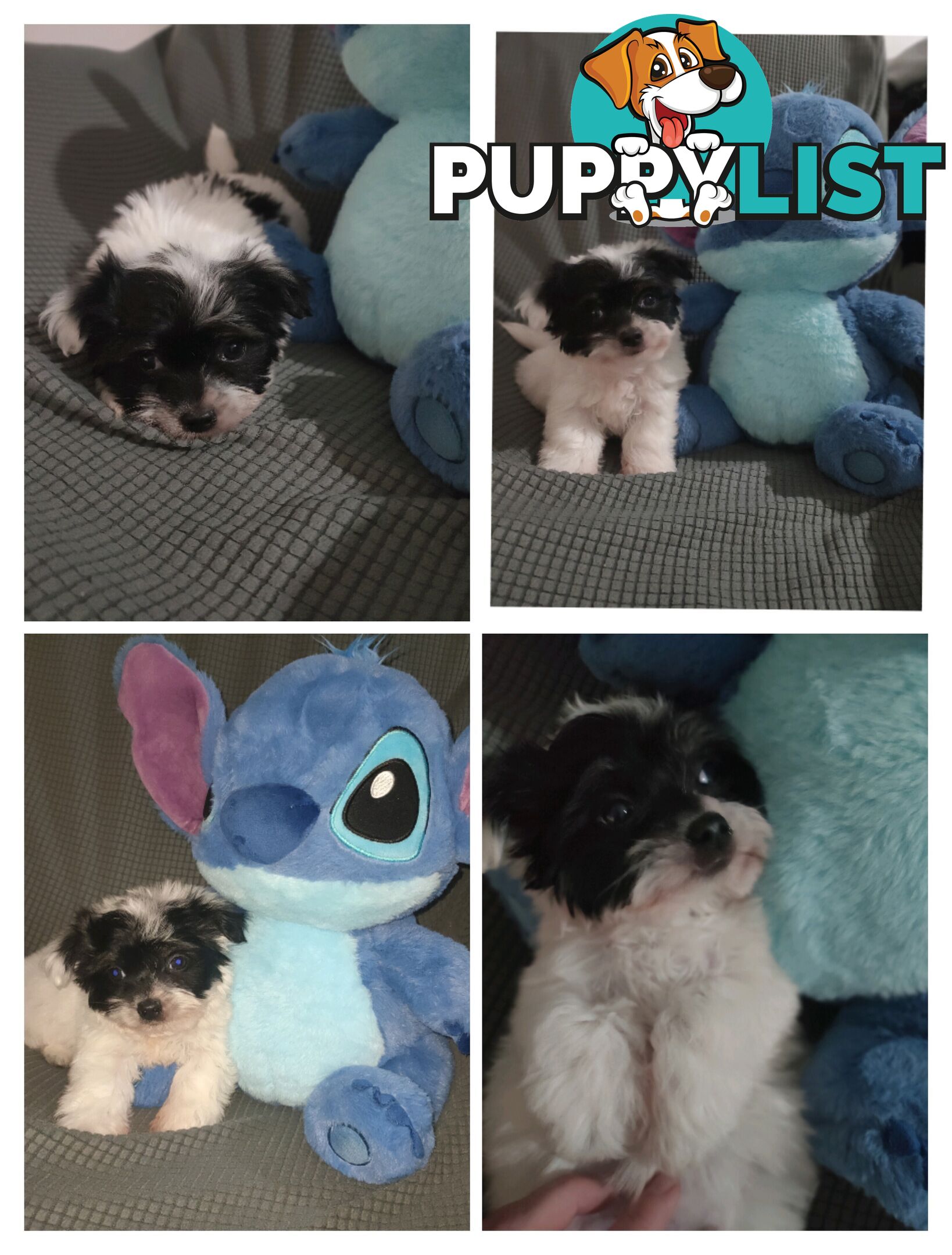 1 X Male Maltese X Shihtzu puppy ready for his new home, $1200