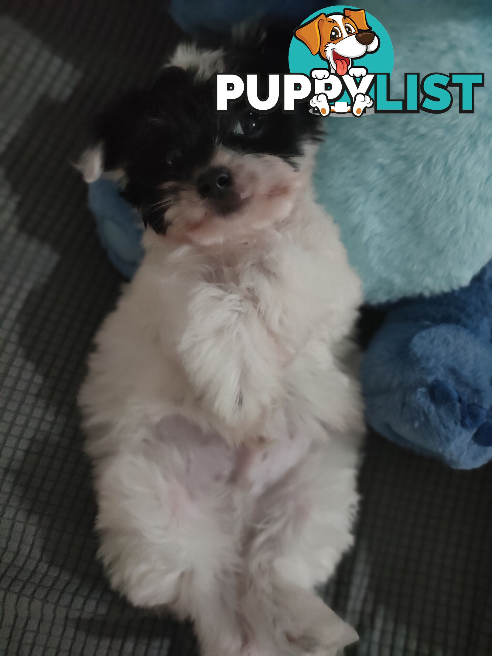 1 X Male Maltese X Shihtzu puppy ready for his new home, $1200