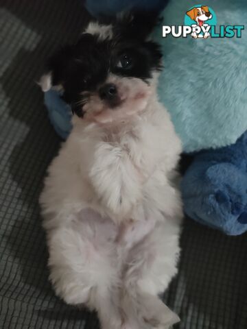 1 X Male Maltese X Shihtzu puppy ready for his new home, $1200