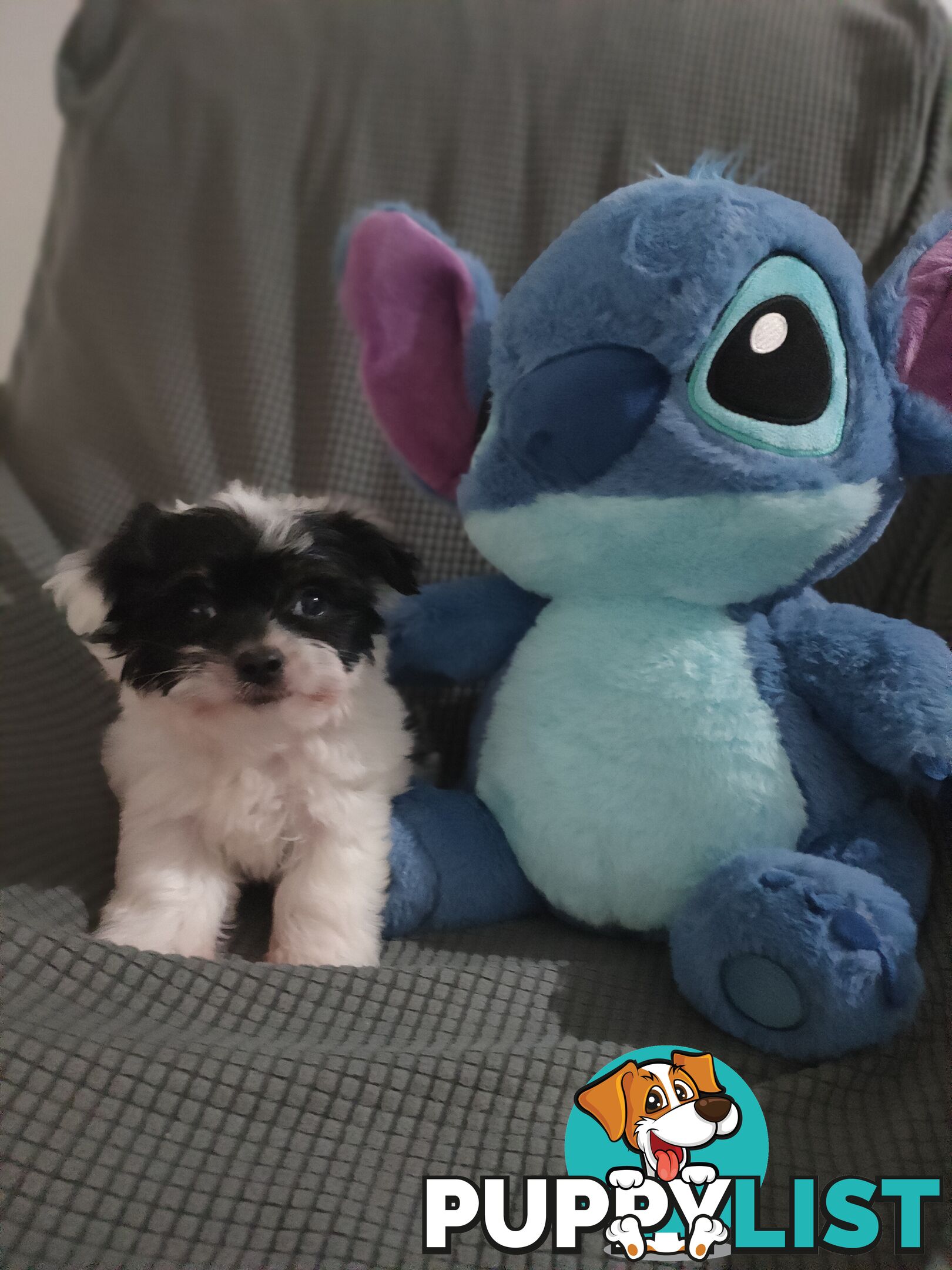 1 X Male Maltese X Shihtzu puppy ready for his new home, $1200