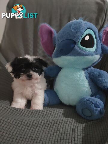 1 X Male Maltese X Shihtzu puppy ready for his new home, $1200