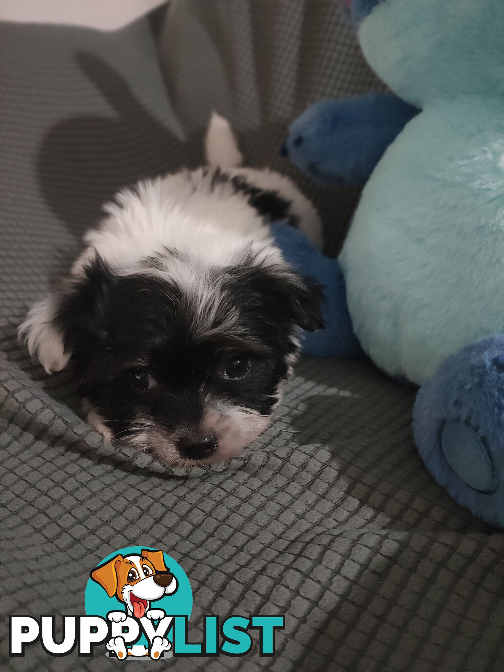 1 X Male Maltese X Shihtzu puppy ready for his new home, $1200