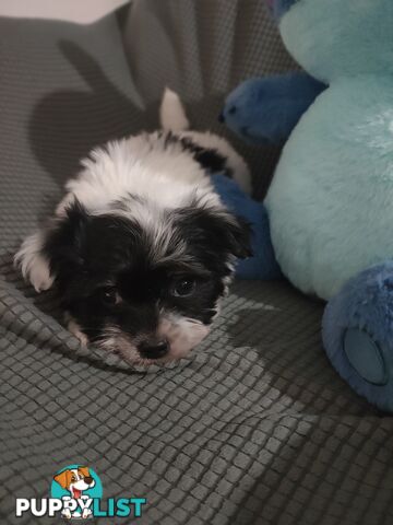 1 X Male Maltese X Shihtzu puppy ready for his new home, $1200