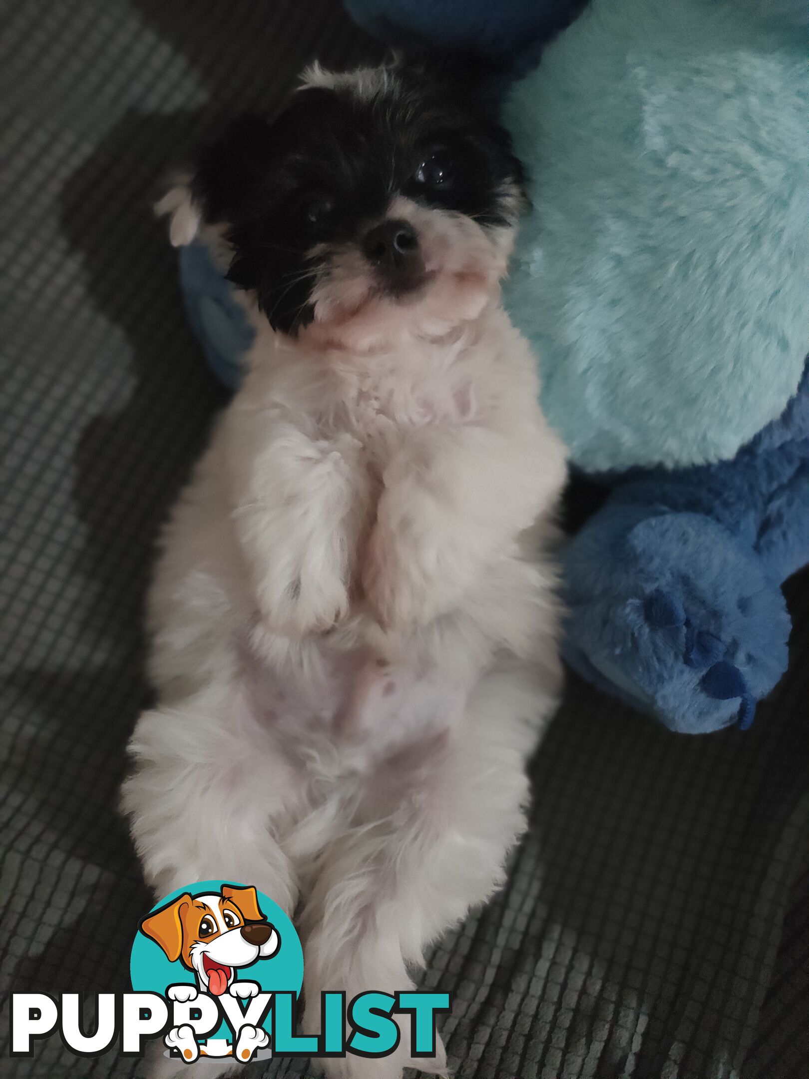 1 X Male Maltese X Shihtzu puppy ready for his new home, $1200