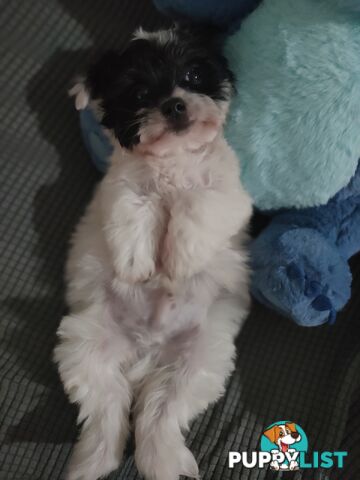 1 X Male Maltese X Shihtzu puppy ready for his new home, $1200