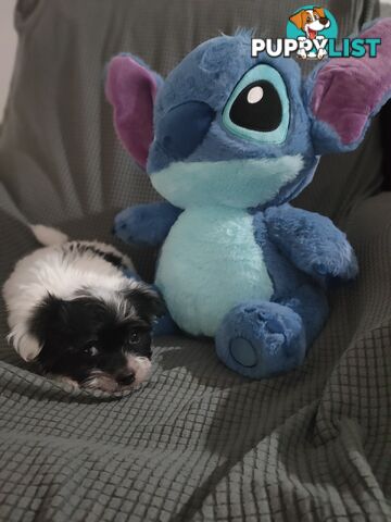 1 X Male Maltese X Shihtzu puppy ready for his new home, $1200