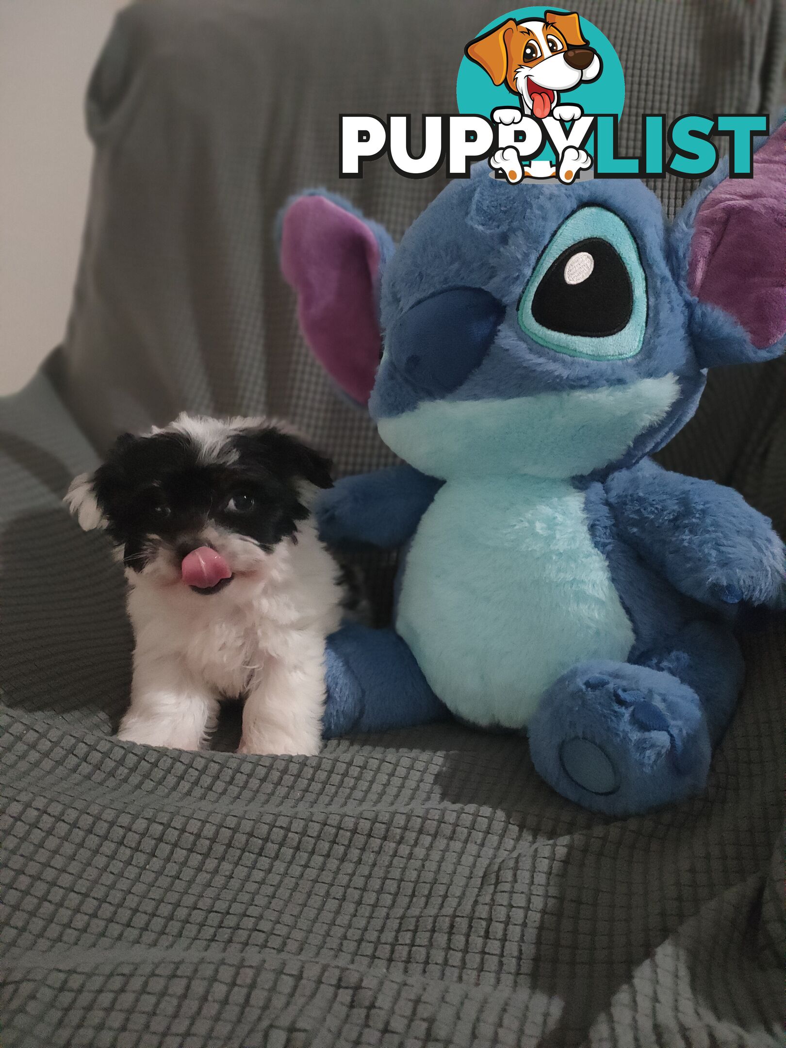 1 X Male Maltese X Shihtzu puppy ready for his new home, $1200