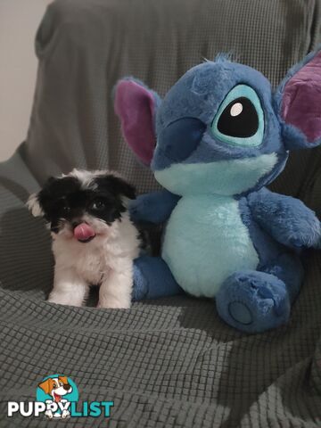 1 X Male Maltese X Shihtzu puppy ready for his new home, $1200