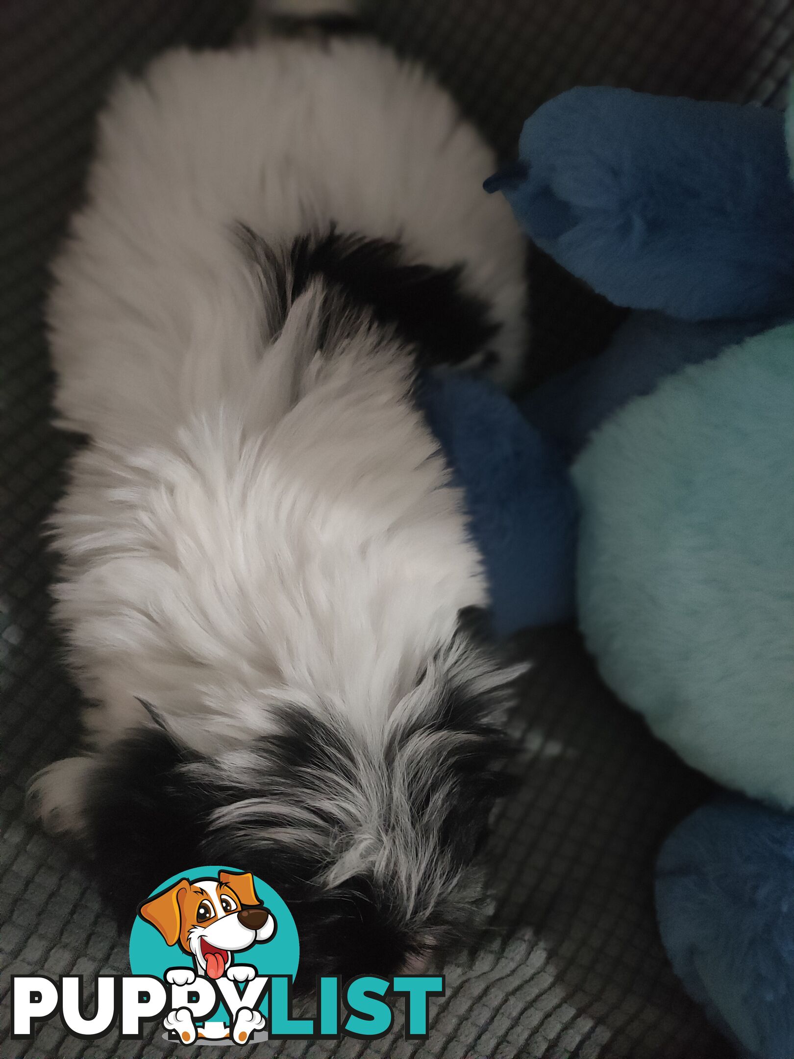 1 X Male Maltese X Shihtzu puppy ready for his new home, $1200