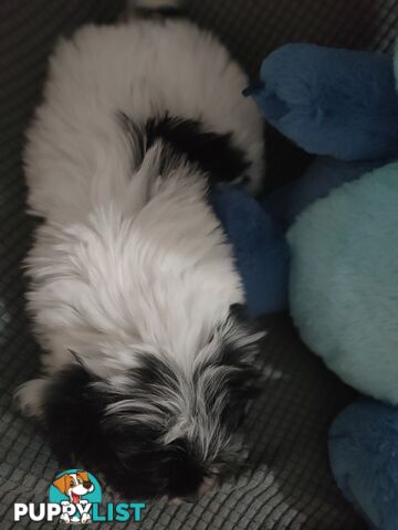 1 X Male Maltese X Shihtzu puppy ready for his new home, $1200