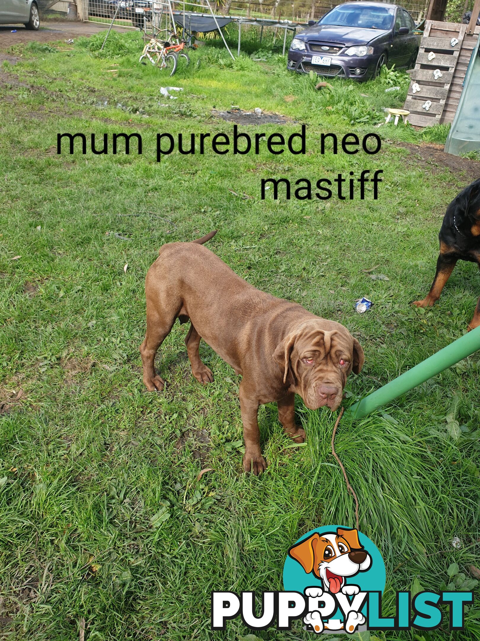 Neo mastiff x rottweiler puppies