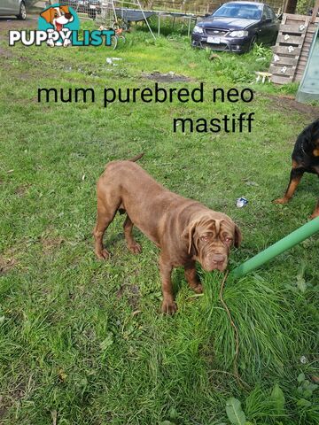 Neo mastiff x rottweiler puppies