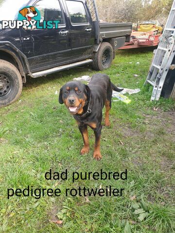 Neo mastiff x rottweiler puppies