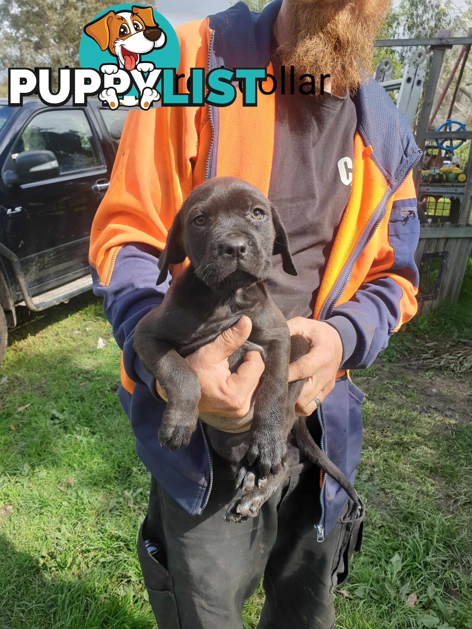 Neo mastiff x rottweiler puppies